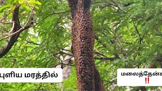 புளியமரத்தில் மலைத்தேன் எடுக்கும் வீடியோ | தேக்கம் பூ சீசன் |Teak Flower Honey