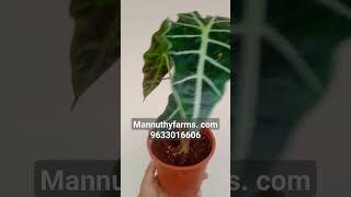 Alocasia.. Buy online 9633016606 #gardening #fruit #agloenema #mannuthy #farm #indoor