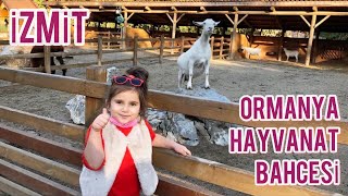 İzmit Ormanya Hayvanat Bahçesi | Geyik, Maymun, Deve Kuşu ve Daha Bir Çok Hayvan