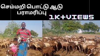 செம்மறி பொட்டு ஆடு பராமரிப்பு//semmari aadu valarppu// தூத்துக்குடி விவசாய நண்பன்