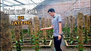 Kebun vanili modern, kebun cantik dari jateng