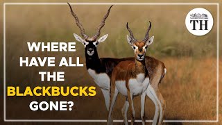 Where have all the blackbucks gone? | The Hindu