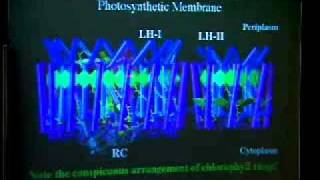 TCBG Summer School 2003: Modeling Large Systems - LIght Harvesting in Photosynthesis