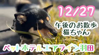 12/27午後☀️ワンちゃんドッグラン〜猫ちゃん〜のご様子です♪羽田空港近くのペットホテルエアライン羽田にご宿泊中のペットちゃん達です♡