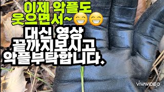 #한국자생춘란# 반성,라사지 입변