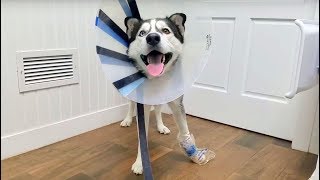 Poor Siberian Husky Got an Accident, Wearing a Cone for the First Time.