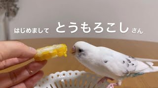 トウモロコシを前におしゃべりを始める【セキセイインコ】