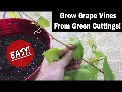 How To Regrow Grape Vines From Fresh Cuttings! How To Regrow Grape Vines From Fresh Cuttings!