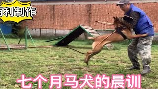 七个月马犬日常训练是这样的