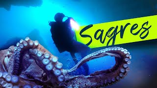 Caves and Corals of Sagres: Scuba Diving in Portugal