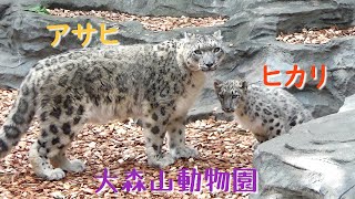 22.10 大森山動物園 ユキヒョウ の アサヒ と ヒカリ 3