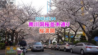 釜山南川洞桜木通りは満開！　釜山ナビ