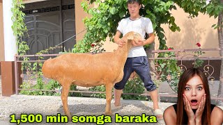 Tojikistondan N1 Sovliq keldi Kiloga 30 mindan #shorts #shortvideo #like #toshkent