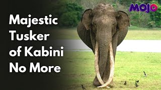 Bhogeshwara, Kabini's Iconic Elephant With Longest Tusks In Asia Dies At 70