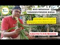 Rahasia Besar ! Cara Menanam Pandan Biar Tumbuh, Tanpa Kompos | plant pandan leaves to grow