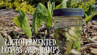 Lactofermented Hostas and Ramps (Wild Leek)