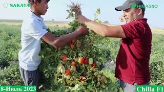 ЧИЛЛА F1-ИССИҚ ЖАЗИРАМАДА ҲОСИЛ ОЛИШ УЧУН ОЧИҚ ДАЛА ПОМИДОРИ 2-ҚИСМ (Tomato Chilla F1-Sakata)