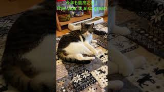 【大 Dai】ホットカーペットを敷きました！最高です！　It's great on a hot carpet!  #cat #catlife #保護猫 #ねこ