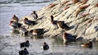 枚方八景淀川：野鳥＆水鳥♫上原玲子♫御翼にかくれて♫あの海のように