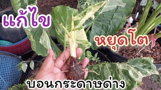 แก้ไข !! บอนกระดาษด่างหยุดชะงักการเจริญเติบโต 🌿