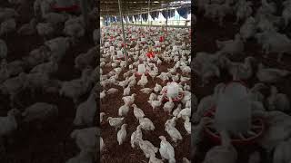 semi automated way of raising broilers