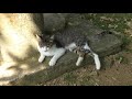 『沖縄のねこ』那覇市希望ヶ丘公園その２　『okinawa cat』naha city kibougaoka park part2