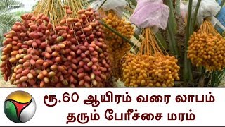 தருமபுரியில் விளையும் உயர் ரக பேரீச்சைகள்: ரூ.60 ஆயிரம் வரை லாபம் தரும் பேரீச்சை மரம்