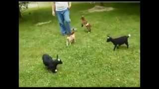 Crazy Baby Goat! Back Flips off Other Goats!