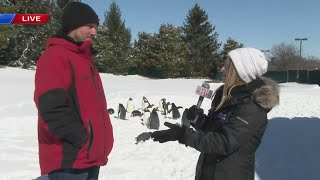 Wonders of Wildlife penguins enjoying the snow