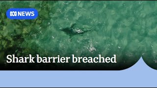 Shark spotted circling inside shark barrier shot with speargun | ABC News