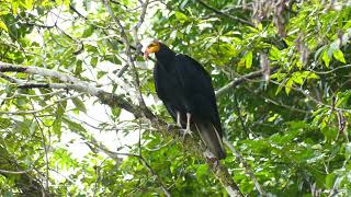 Greater Yellow-Headed Vulture (Cathartes melambrotus), French Guiana