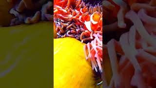 Clownfish and Sea Anemones: A Fascinating Symbiotic Relationship of Protection and Cleaning