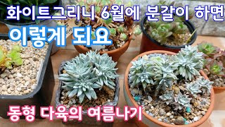 화이트그리니 여름 나기, 다부댁의 실패 경험으로 알아 봅니다  多肉植物, Korean succulents