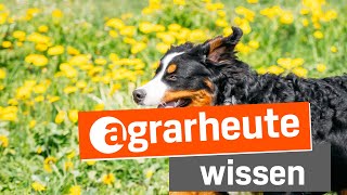 Neue Tierschutz-Hunde-Verordnung: Das ändert sich