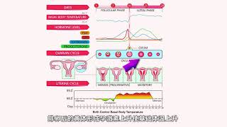 解释基础体温