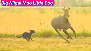 How A Nilgai and Dog infront of #nilgaiwithdog,