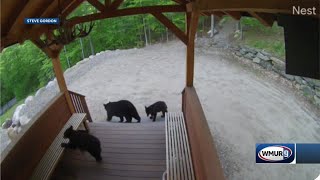 Bear breaks into home in Lincoln