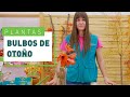 Cómo plantar bulbos en otoño | Plantas en VERDECORA