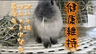 うさぎ歯伸び防止方法＊歯が伸びるのを防げば削る負担も消滅します。ペレット少なめ草多めで健康維持【兎観察小屋#4】Bunny Rabbit room【GoPro HERO 7】