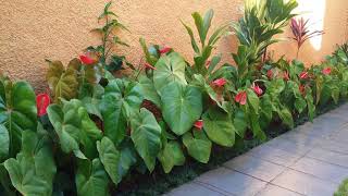 Dicas de plantas anturio - Anthurium andraeanum