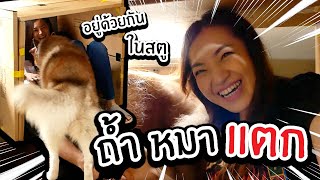 ทำถ้ำหมา! ให้หมาสติแตกกลางสตู  // ถ้ำจะรอดมั้ย?