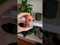 Gary from Spongebob🐌
