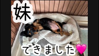 妹ができました！ミアちゃんお迎え🐶