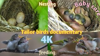 Tailorbird building nest \u0026 feeding 4K --- very close view.