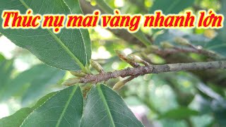 Nuôi nụ mai vàng nhanh lớn, Hiểu đúng, sử dụng đúng