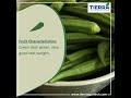 tierra s f1 hybrid okra seeds tarla choose wise to grow right