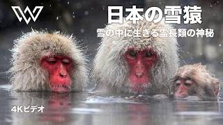 日本の雪猿 – 雪の中に生きる霊長類の神秘 | 動物ドキュメンタリー