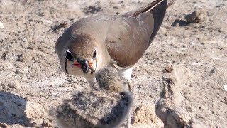 Pernice di mare, pulcini  - Collared Pratincole chicks (Glareola pratincola)