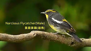 黃眉黃鶲(黃眉姬鶲)/Narcissus Flycatcher