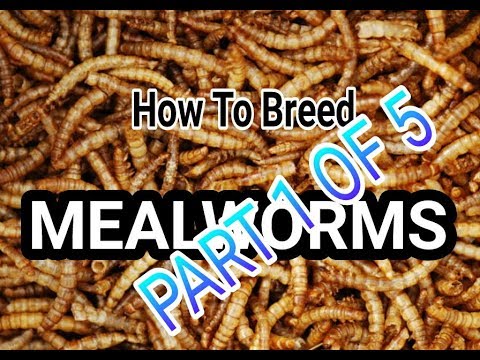 How To Breed Mealworms || Part 1 Caring For Mealworms - YouTube